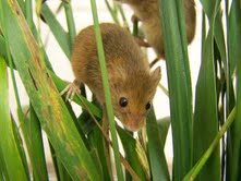 Harvest Mouse (Derek Crawley)